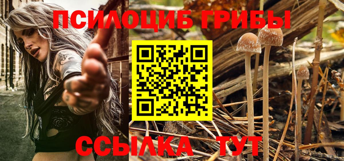 Галлюциногенные грибы Psilocybe Балашов
